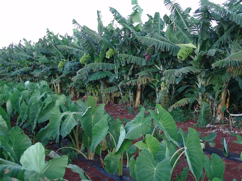 growing-dryland-taro-part-i-the-molokai-dispatch